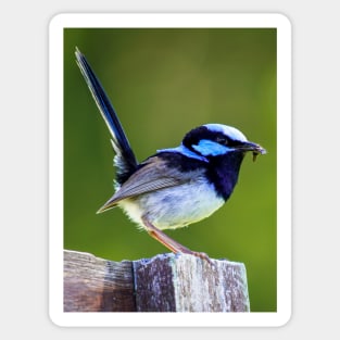 Australian Superb Fairy-Wren Sticker